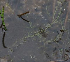 Utricularia minor