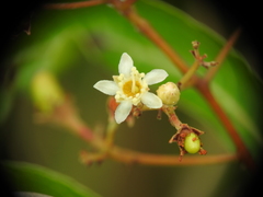 Geobalanus oblongifolius