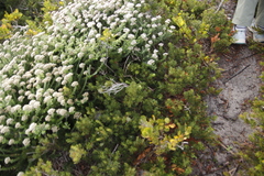 Morella quercifolia