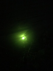 Lampyris noctiluca