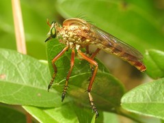 Diogmites salutans