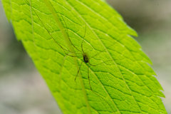 Rilaena triangularis