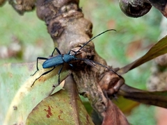 Coleoptera