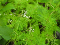 Trepocarpus aethusae