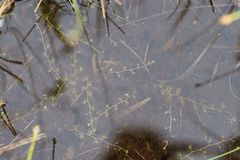 Utricularia minor