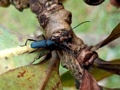 Coleoptera