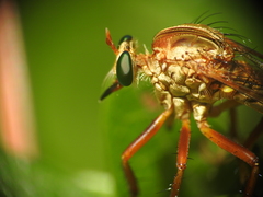Diogmites salutans