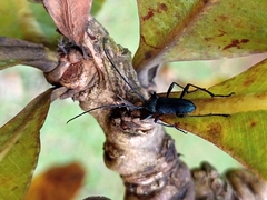 Coleoptera