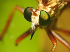 Diogmites salutans