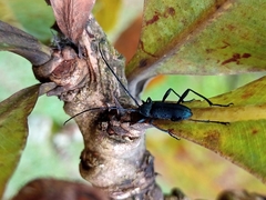 Coleoptera