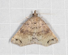 Lithilaria proestans