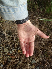 Lepidium bonariense