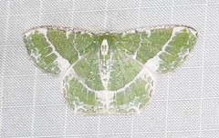 Eucyclodes insperata