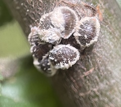 Eriococcus spurius