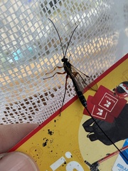 Perithous albicinctus