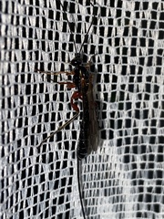 Perithous albicinctus