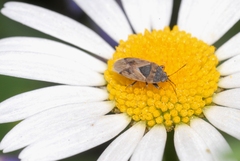 Trapezonotus ullrichi