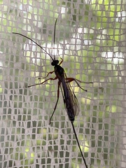 Perithous albicinctus