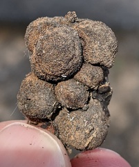 Disholcaspis quercusvirens