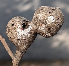 Callirhytis quercusbatatoides