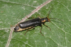 Podabrus alpinus