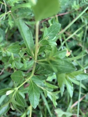 Dyschoriste oblongifolia