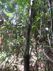 Unonopsis floribunda