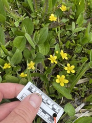 Ranunculus alismifolius alismifolius