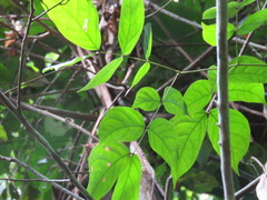 Unonopsis floribunda