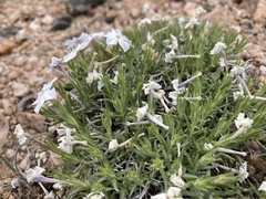 Phlox multiflora