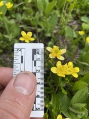 Ranunculus alismifolius alismifolius