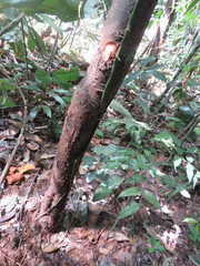Unonopsis floribunda