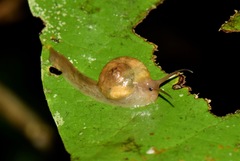 Proserpinellidae
