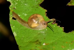 Proserpinellidae