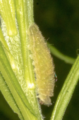 Satyrium liparops