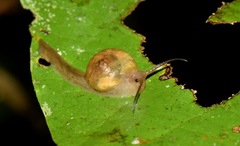 Proserpinellidae