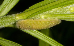 Satyrium liparops
