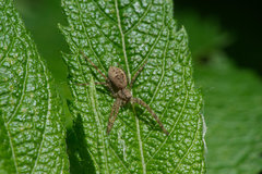 Dolomedes scriptus