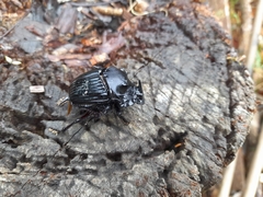 Sulcophanaeus faunus