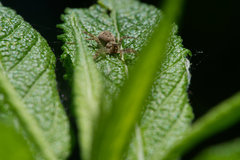 Dolomedes scriptus