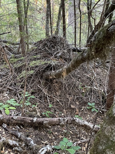 iNaturalist observation photo of Woodrats