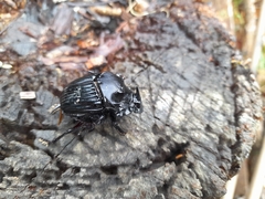 Sulcophanaeus faunus