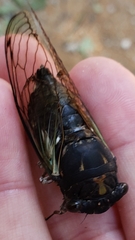 Neotibicen lyricen engelhardti