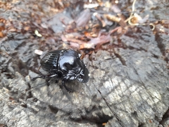 Sulcophanaeus faunus