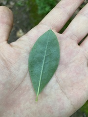 Rhododendron calendulaceum
