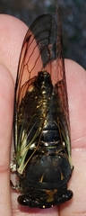 Neotibicen lyricen engelhardti