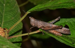Phaeoparia aequatorialis
