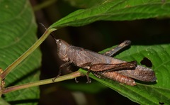 Phaeoparia aequatorialis