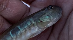 Gobionellus oceanicus