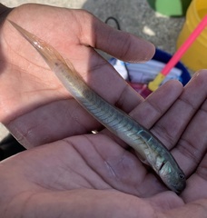 Gobionellus oceanicus